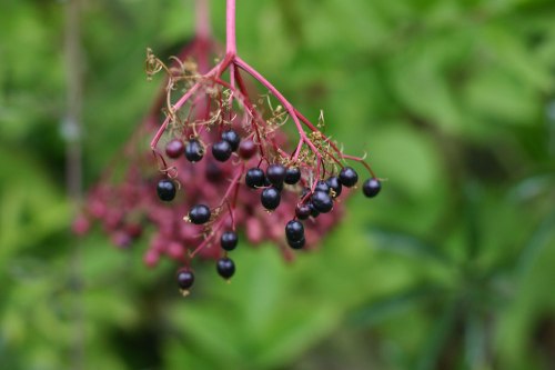 Sambucus nigra Black Elderberry